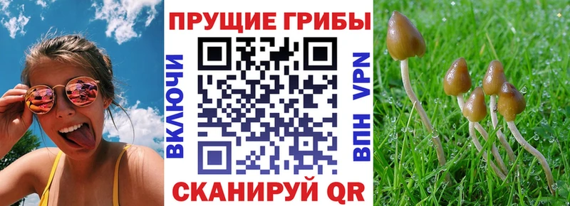 Псилоцибиновые грибы прущие грибы  Лесной 